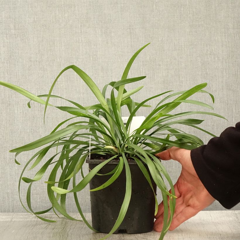 Exemplar von Liriope muscari Monroe White - Lilientraube Topf mit 2L/3L wie im Herbst geliefert