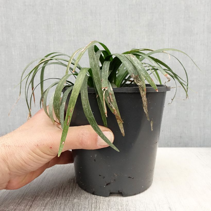 Exemplar von Liriope muscari Monroe White - Lilientraube Topf mit 2L/3L wie im Frühjahr geliefert