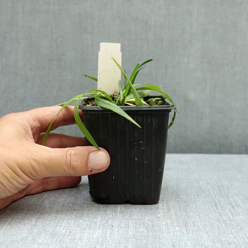 Exemplar von Liriope muscari Okina - Lilientraube Kleine Töpfe von 8/9 cm wie im Herbst geliefert