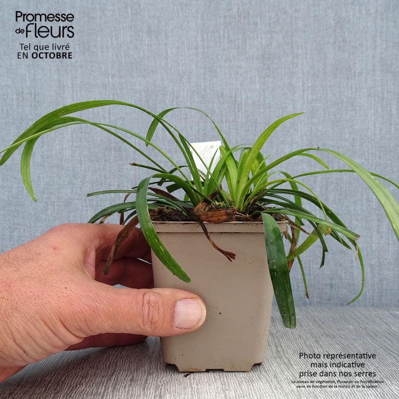 Exemplar von Liriope muscari Royal Purple - Lilientraube Kleine Töpfe von 8/9 cm wie im Herbst geliefert