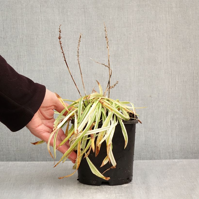 Exemplar von Liriope muscari Variegata - Lilientraube Topf mit 2L/3L wie im Herbst geliefert