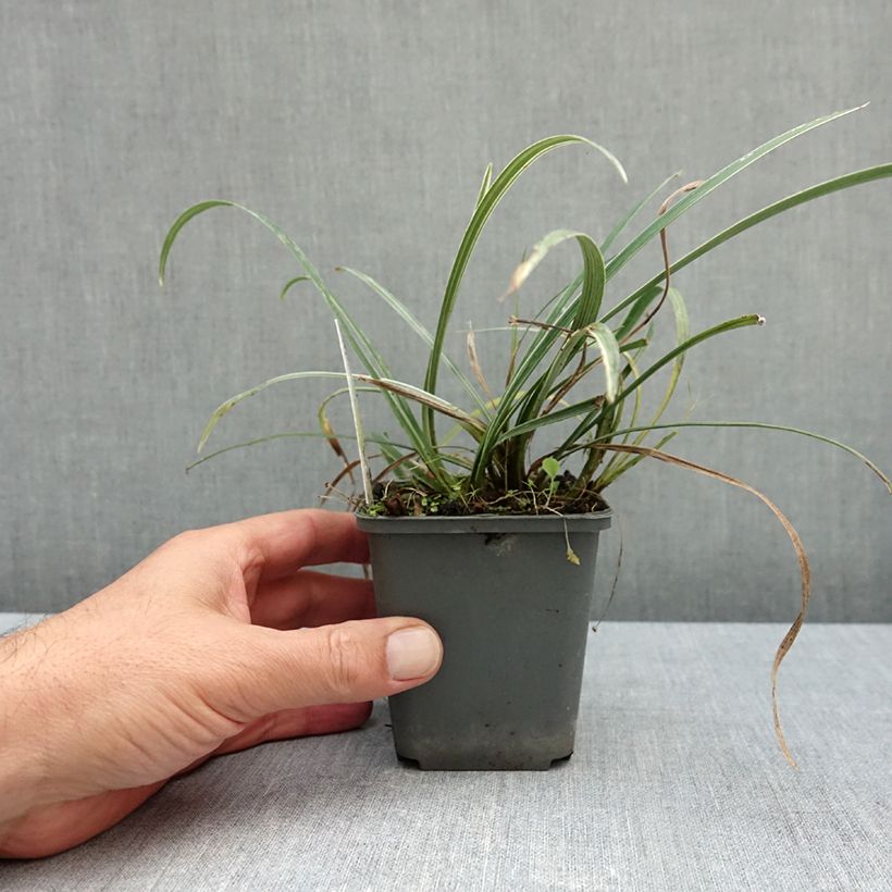 Exemplar von Liriope spicata Silver Dragon - Lilientraube Kleine Töpfe von 8/9 cm wie im Herbst geliefert