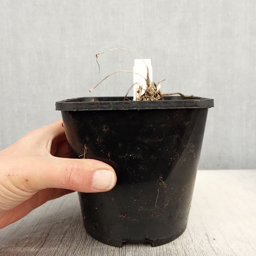 Exemplar von Liriope spicata Silver Dragon - Lilientraube Topf mit 2L/3L wie im Frühjahr geliefert