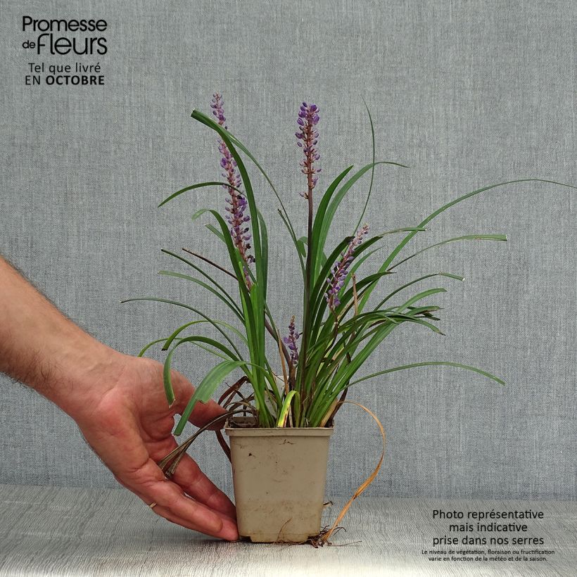 Exemplar von Liriope muscari Super Blue - Lilientraube Kleine Töpfe von 8/9 cm wie im Herbst geliefert