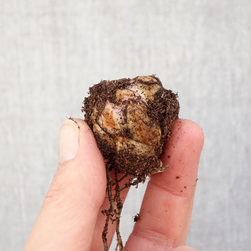 Exemplar von Asiatische Lilie Forever Linda - Lilium Zwiebel Kaliber/Größe 16/18 wie im Frühjahr geliefert