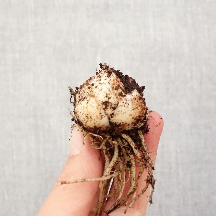 Exemplar von Asiatische Lilie Pearl Loraine - Lilium Zwiebel Kaliber/Größe 14/16 wie im Frühjahr geliefert