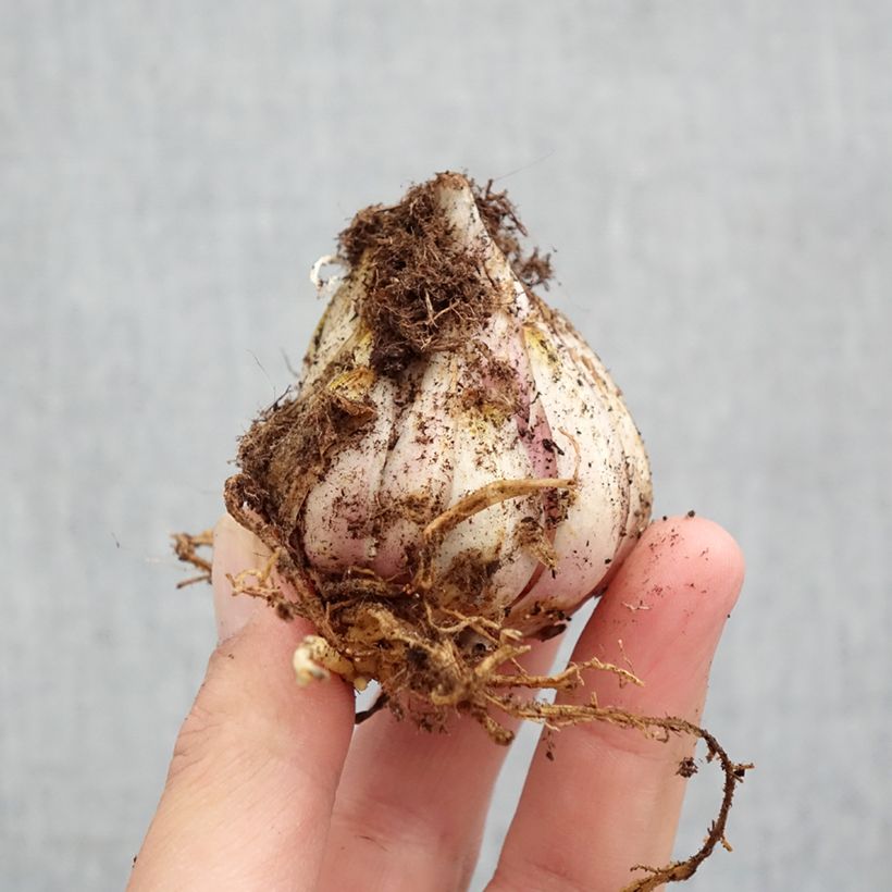 Exemplar von Weiße Lilie - Lilium candidum Zwiebel Kaliber/Größe 18/20 wie im Frühjahr geliefert