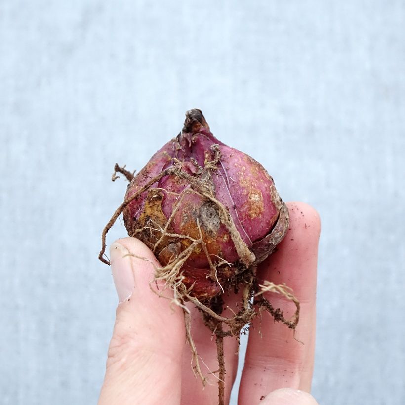 Exemplar von Orientalische Lilie Catina - Lilium Zwiebel Kaliber/Größe 16/18 wie im Frühjahr geliefert