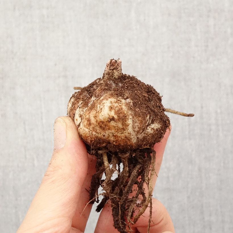 Exemplar von Hybrid-Lilie El Divo - Lilium Zwiebel Kaliber/Größe 18/20 wie im Frühjahr geliefert