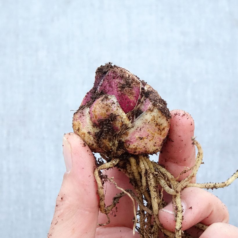 Exemplar von Orientalische Lilie Empoli - Lilium Zwiebel Kaliber/Größe 16+ wie im Frühjahr geliefert