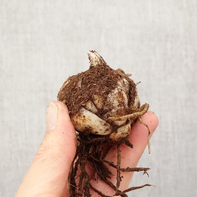 Exemplar von Orientalische Lilie Foxley - Lilium Zwiebel Kaliber/Größe 18/20 wie im Frühjahr geliefert