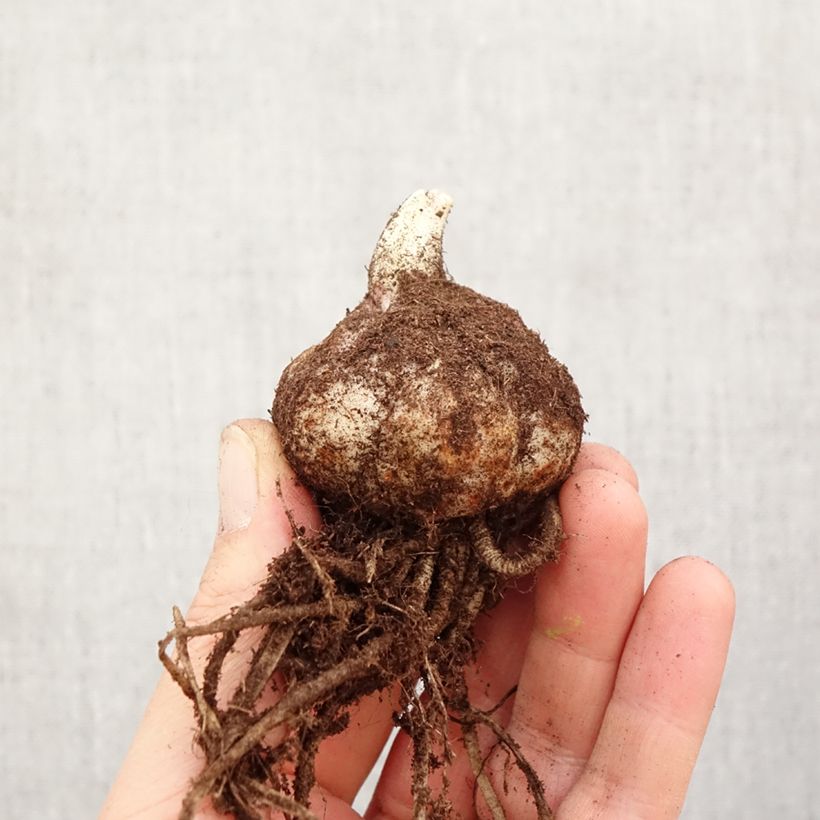 Exemplar von Lis hybride Longwood (Groupe Longiflorum/Asiatique) Bulbe wie im Frühjahr geliefert