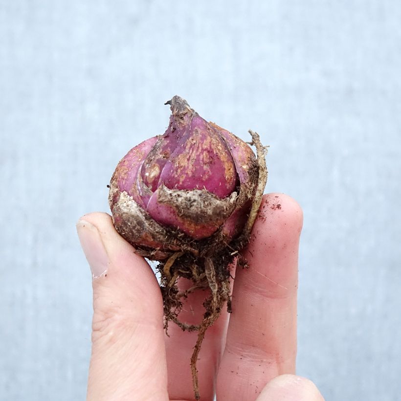 Exemplar von Orientalische Lilie Casablanca - Lilium Zwiebel Kaliber/Größe 16/18 wie im Frühjahr geliefert