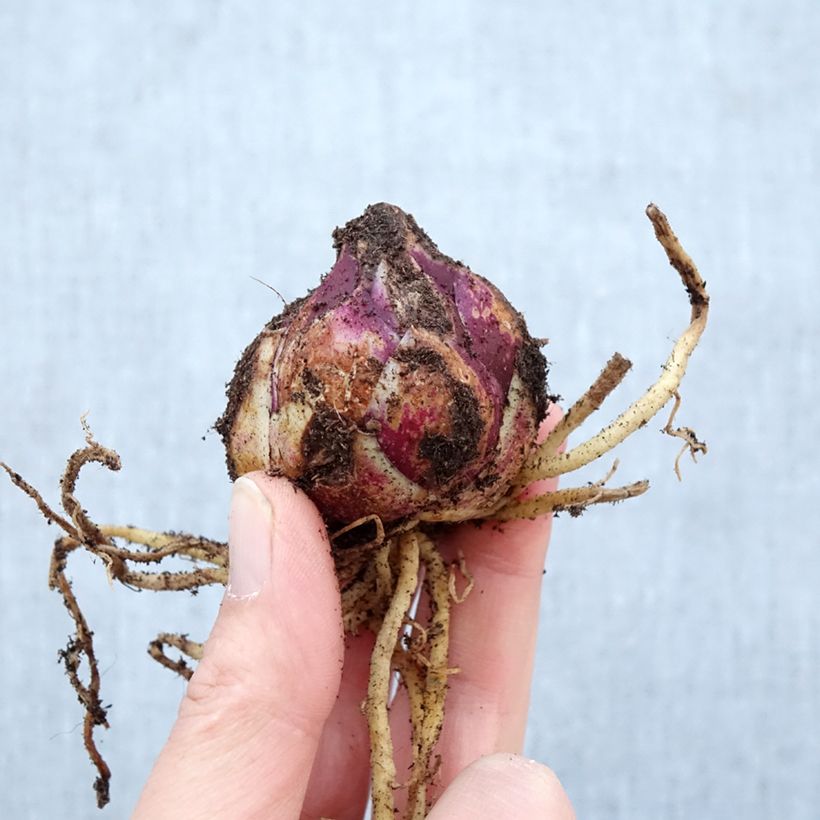 Exemplar von Orientalische Lilie Purple Prince - Lilium Zwiebel Kaliber/Größe 16+ wie im Frühjahr geliefert