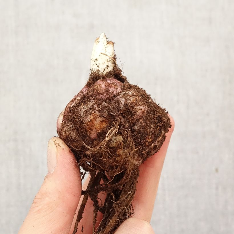 Exemplar von Orientalische Lilie Sweet Sugar - Lilium Zwiebel Kaliber/Größe 18/20 wie im Frühjahr geliefert