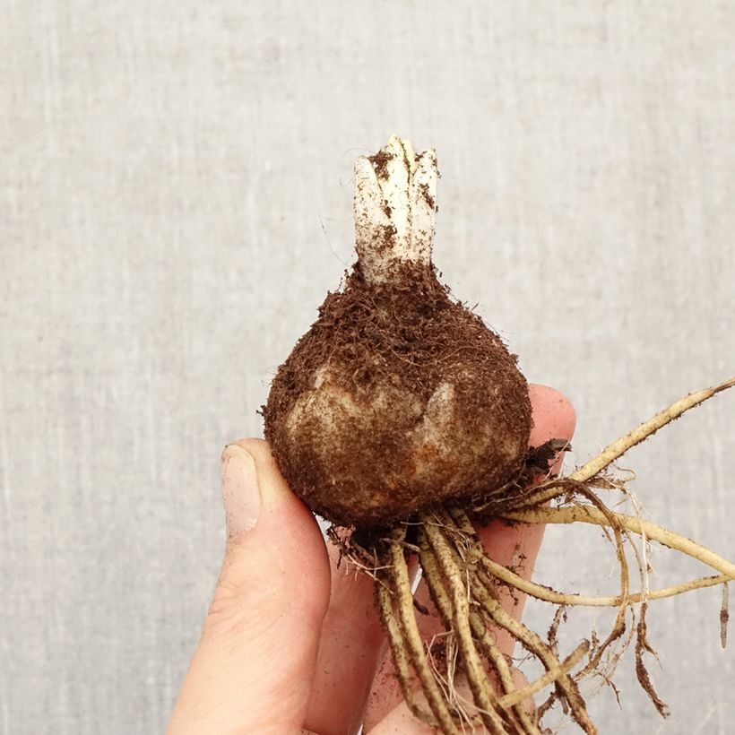 Exemplar von Orientalische Lilie Sweet Zanica - Lilium Zwiebel Kaliber/Größe 18/20 wie im Frühjahr geliefert