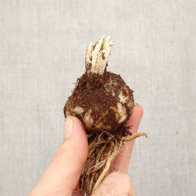 Exemplar von Lis hybride Caddy Butterfly Tropic - Lilium Zwiebel Kaliber/Größe 18/20 wie im Frühjahr geliefert