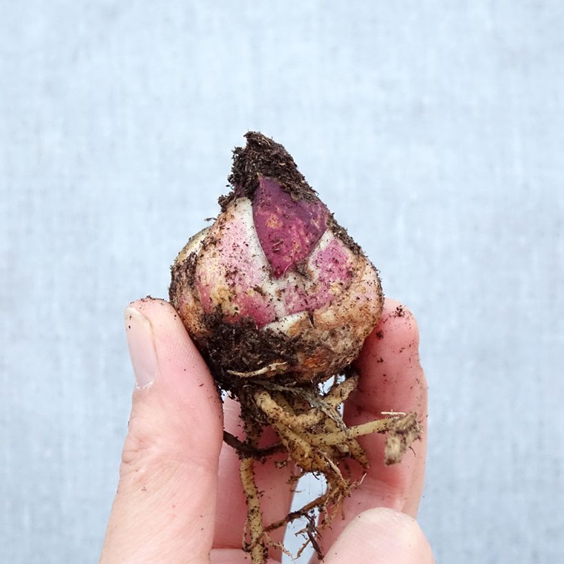 Exemplar von Orientalische Lilie Orange Pixie - Lilium Zwiebel Kaliber/Größe 12/14 wie im Frühjahr geliefert