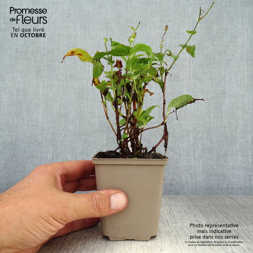 Exemplar von Tricyrtis hirta Miyazaki - Krötenlilie Kleine Töpfe von 8/9 cm wie im Herbst geliefert