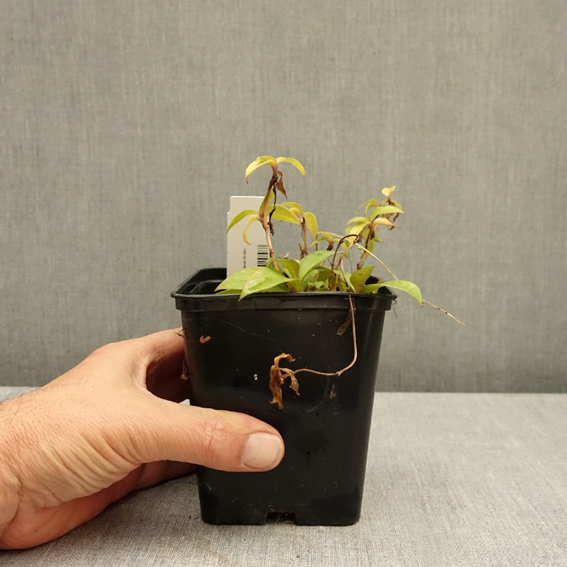 Exemplar von Tricyrtis hirta Taiwan Abdane - Krötenlilie Topf mit 1,5L/2L wie im Herbst geliefert