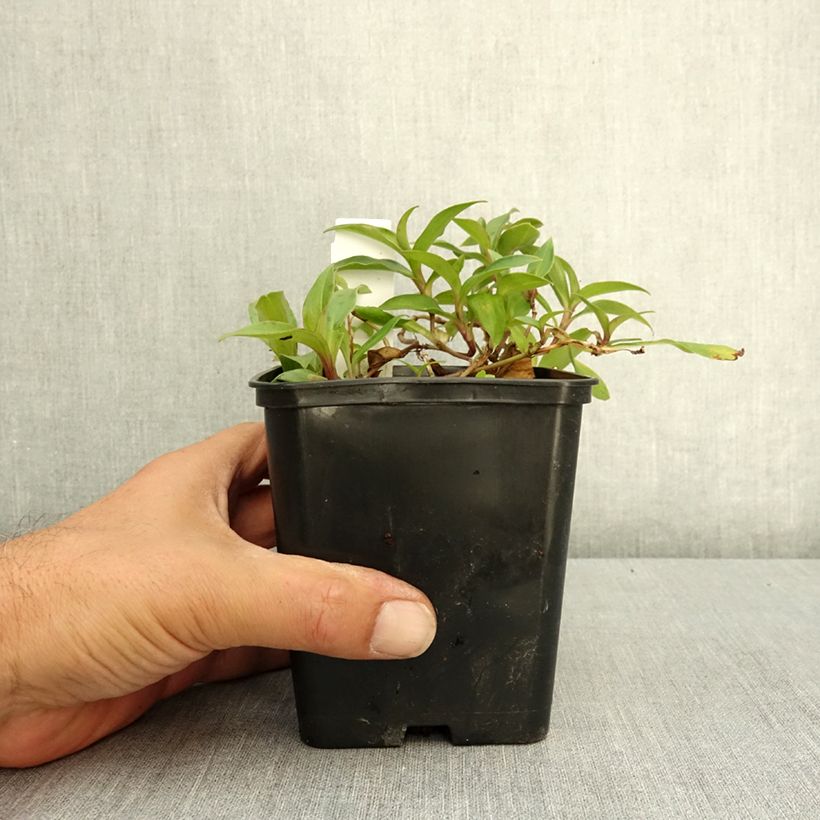 Exemplar von Tricyrtis hirta Taiwan Abdane - Krötenlilie Topf mit 1,5L/2L wie im Sommer geliefert