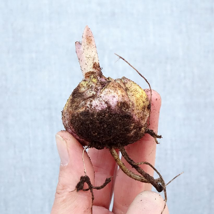 Exemplar von Orientalische Lilie Nesso - Lilium Zwiebel Kaliber/Größe 16/18 wie im Frühjahr geliefert