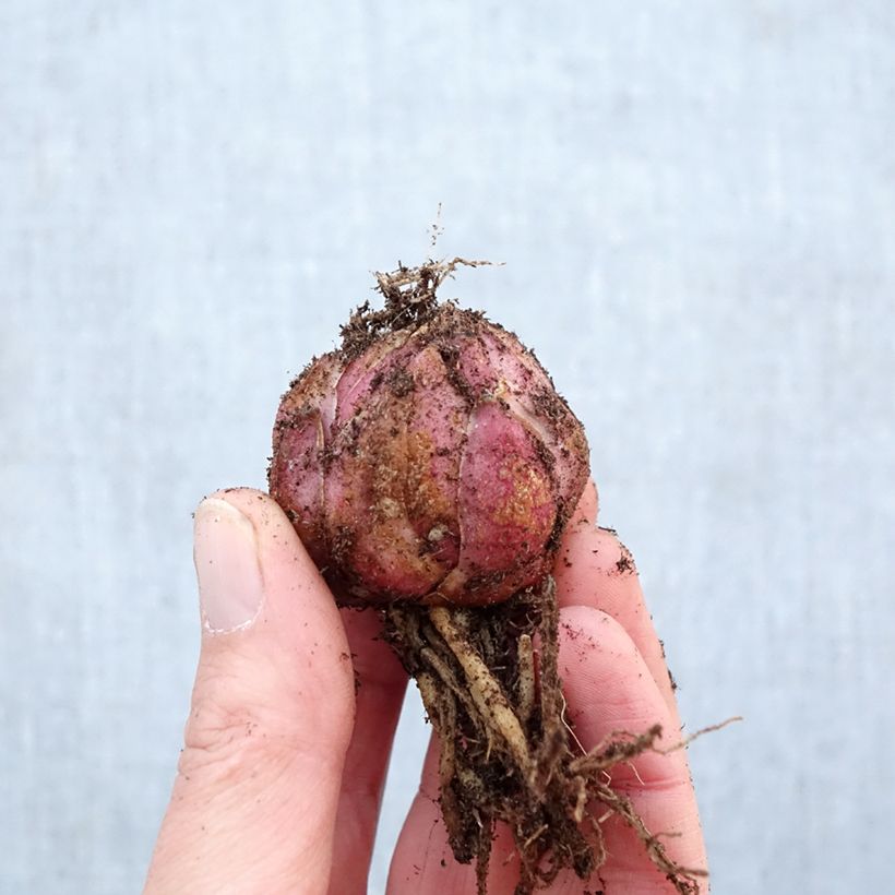 Exemplar von Orientalische Lilie Roselily Elena - Lilium Zwiebel Kaliber/Größe 16/18 wie im Frühjahr geliefert