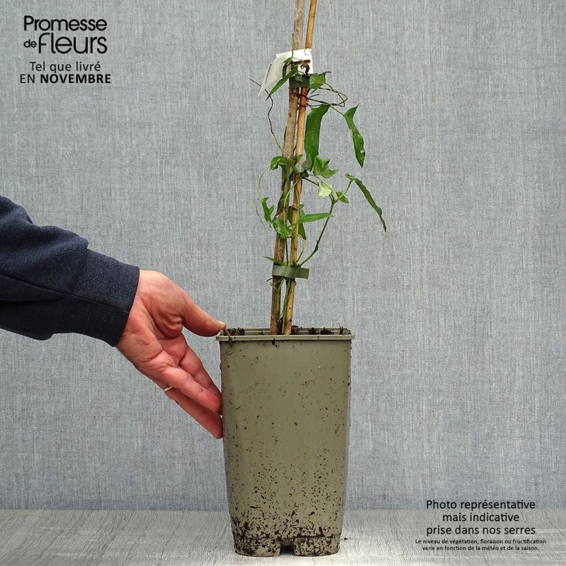 Exemplar von Calystegia hederacea Flore Pleno - Chinesische Zaunwinde Topf mit 2L/3L wie im Herbst geliefert