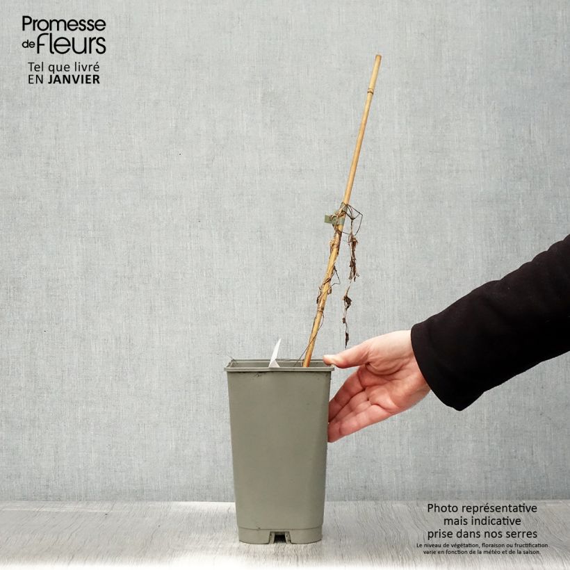 Exemplar von Calystegia hederacea Flore Pleno - Chinesische Zaunwinde Topf mit 2L/3L wie im Winter geliefert