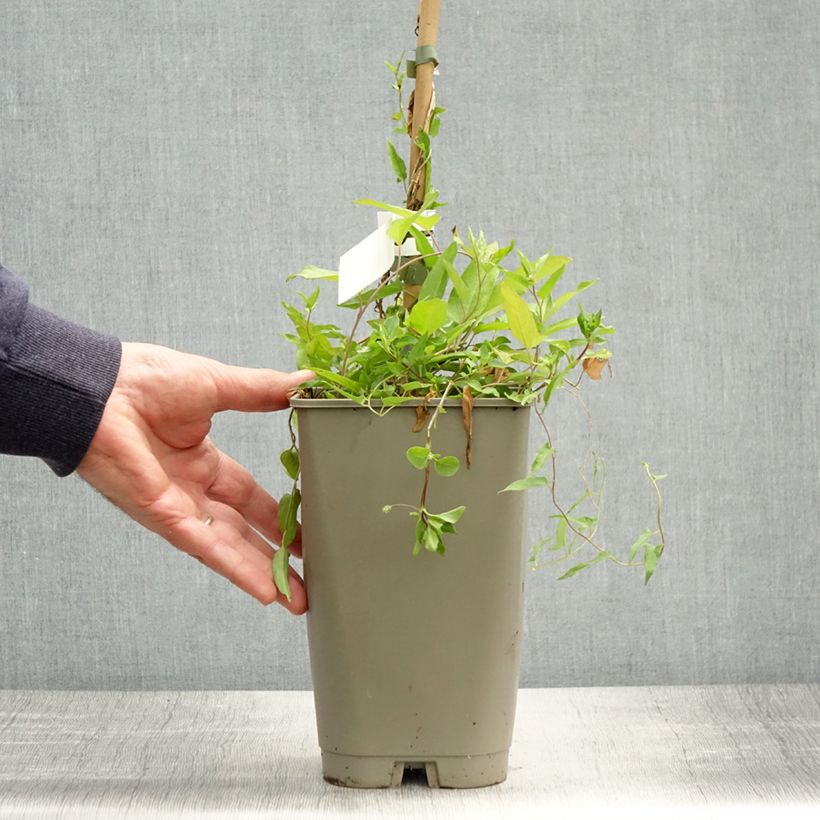 Exemplar von Calystegia hederacea Flore Pleno - Chinesische Zaunwinde Topf mit 2L/3L wie im Frühjahr geliefert