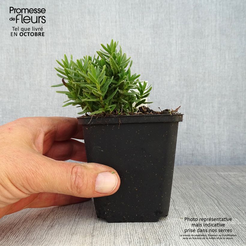 Exemplar von Steinsame Alba - Lithodora diffusa Kleine Töpfe von 8/9 cm wie im Herbst geliefert