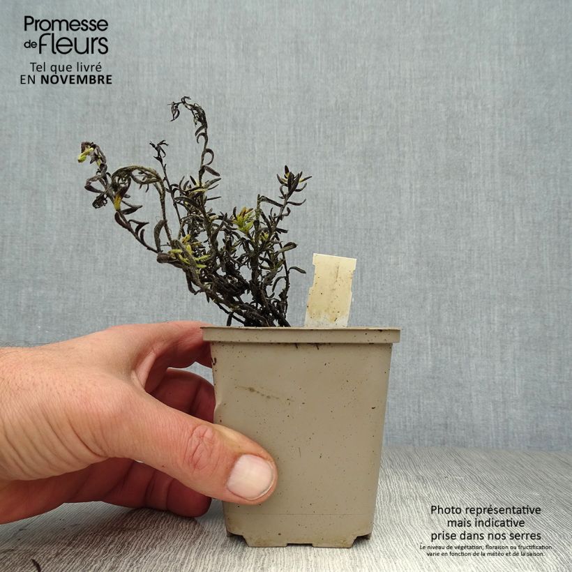 Exemplar von Steinsame Cambridge Blue - Lithodora diffusa Kleine Töpfe von 8/9 cm wie im Herbst geliefert