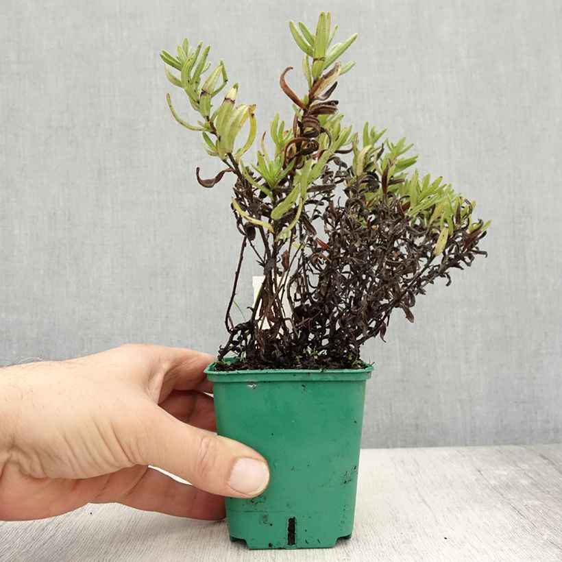 Exemplar von Steinsame Heavenly Blue - Lithodora diffusa Kleine Töpfe von 8/9 cm wie im Herbst geliefert