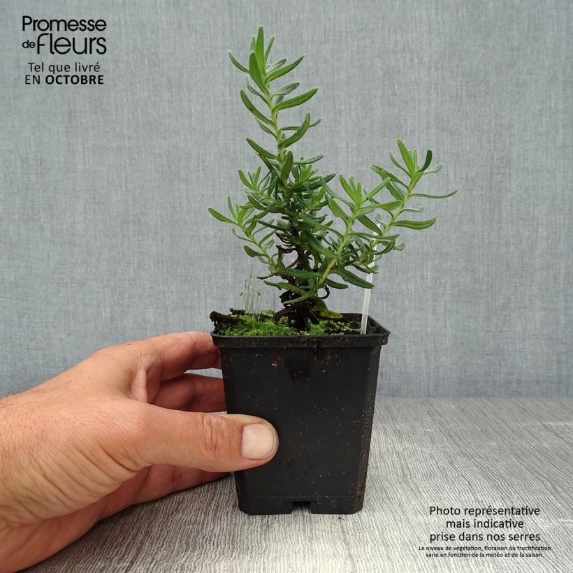 Exemplar von Steinsame Star - Lithodora diffusa Kleine Töpfe von 8/9 cm wie im Herbst geliefert