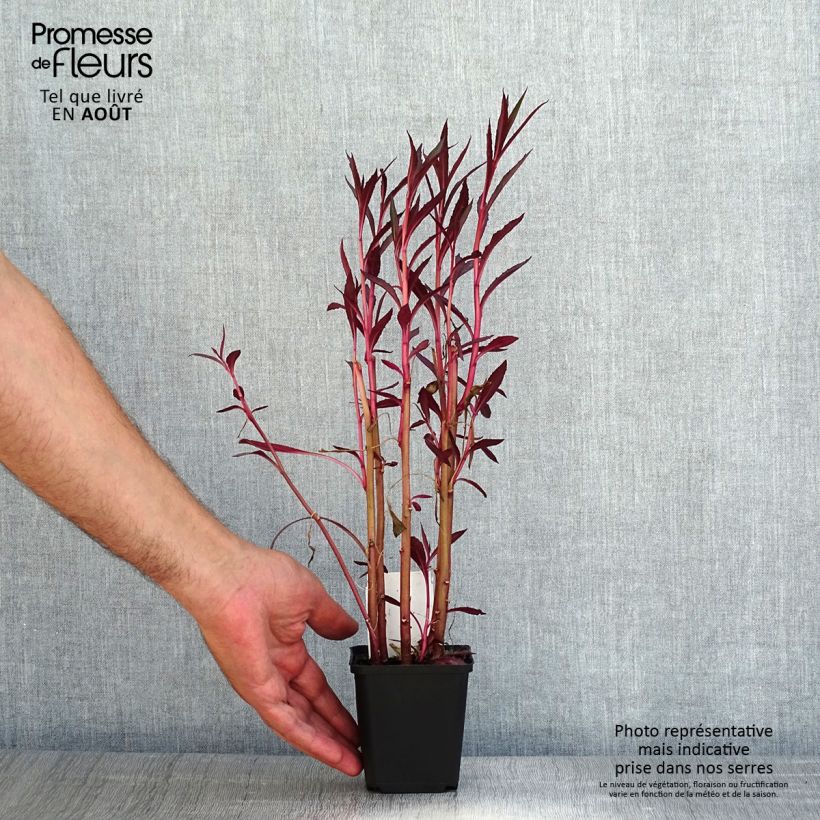 Exemplar von Lobelia cardinalis - Kardinals-Lobelie Kleine Töpfe von 8/9 cm wie im Sommer geliefert