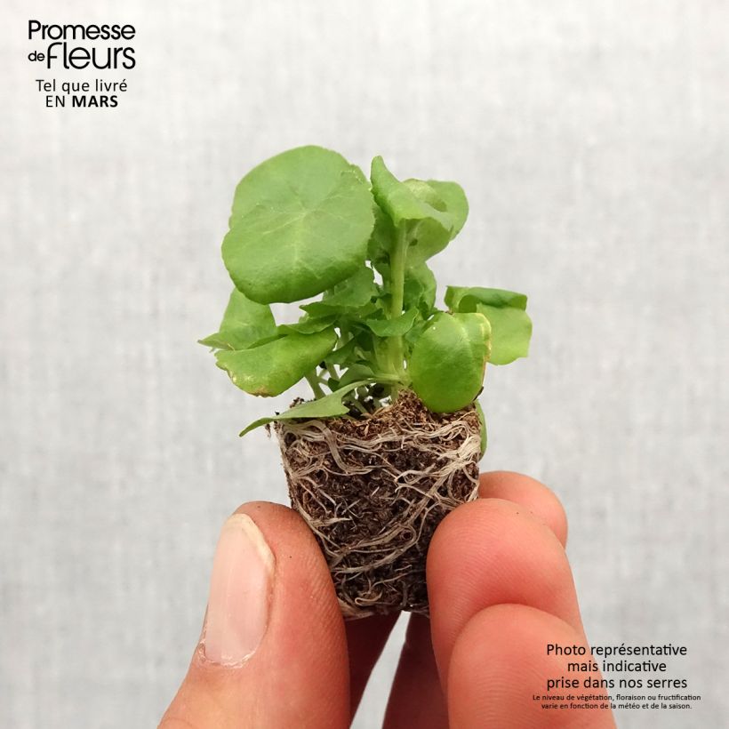 Exemplar von Lobelia erinus pendula Regatta Deep Blue - Lobelie Mini-Plug Ø 1,5/2,5 cm wie im Frühjahr geliefert