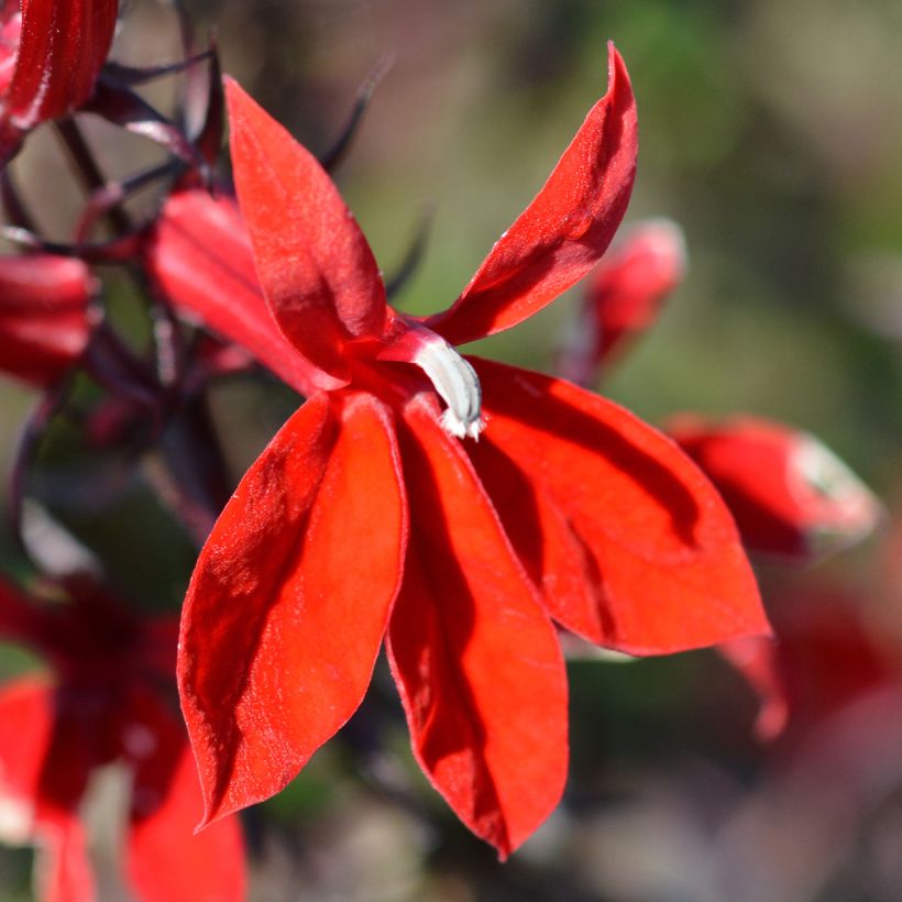 Prachtlobelie Starship Scarlet - Lobelia speciosa (Blüte)