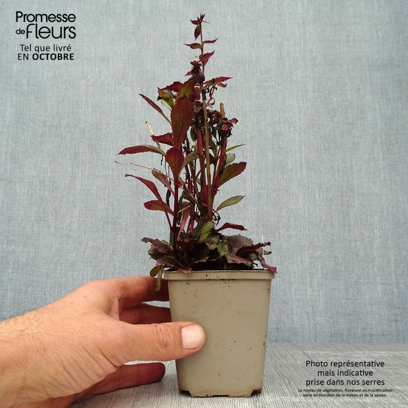 Exemplar von Prachtlobelie Starship Scarlet - Lobelia speciosa Kleine Töpfe von 8/9 cm wie im Herbst geliefert