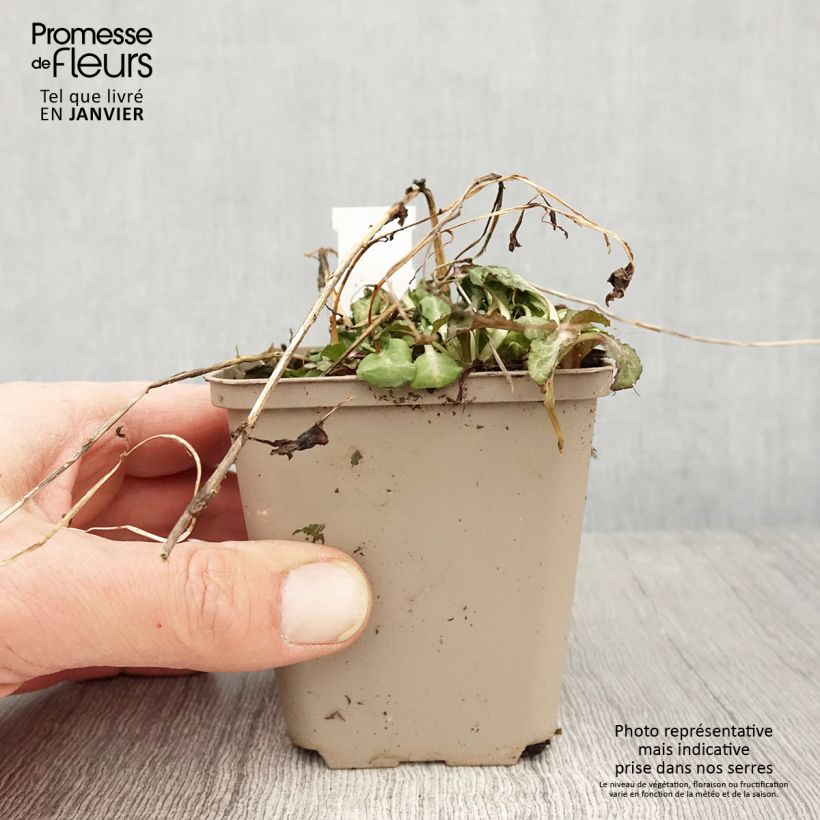 Exemplar von Prachtlobelie Starship Scarlet - Lobelia speciosa Kleine Töpfe von 8/9 cm wie im Winter geliefert