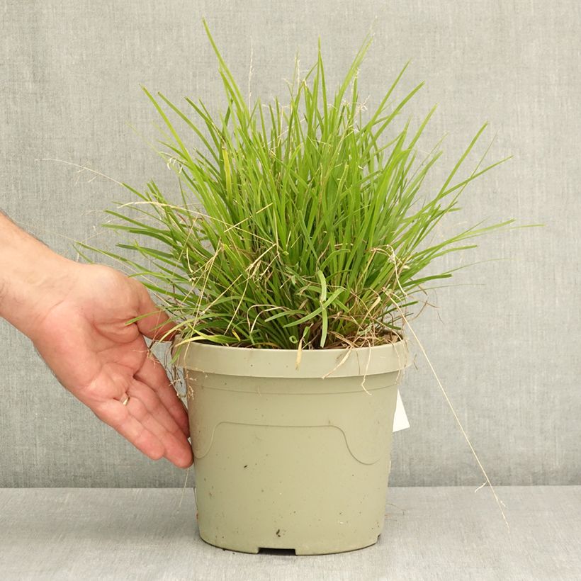 Exemplar von Lomandra longifolia Miner's Gold Topf mit 3L/4L wie im Sommer geliefert