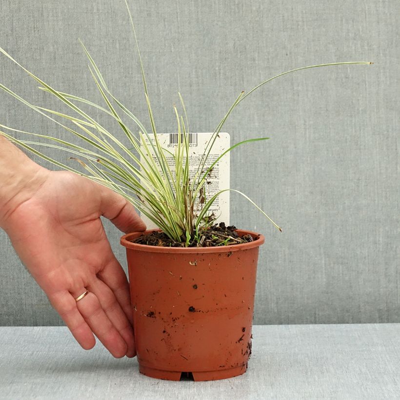 Exemplar von Lomandra longifolia White Sands Topf mit 1L/1,5L wie im Herbst geliefert