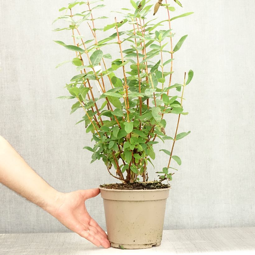 Exemplar von Heckenkirsche Boreal Beauty - Lonicera kamtschatica Topf mit 3L/4L wie im Sommer geliefert