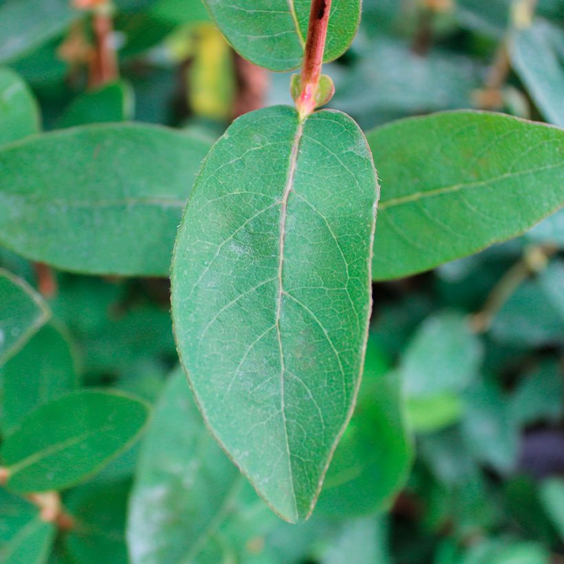Heckenkirsche Boreal Beauty - Lonicera kamtschatica (Laub)