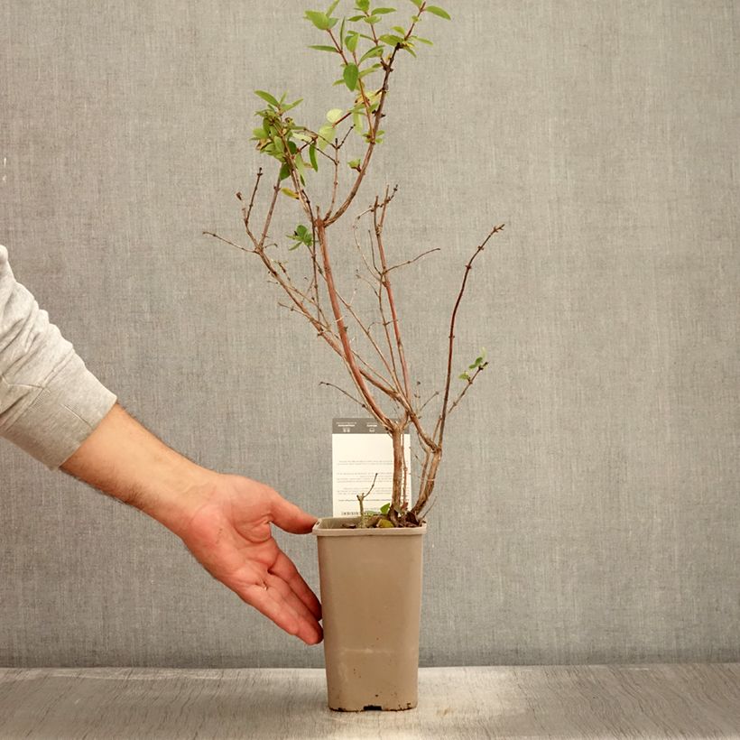Exemplar von Heckenkirsche Altaj - Lonicera kamtschatica Topf mit 1,5L/2L, Strauch wie im Herbst geliefert