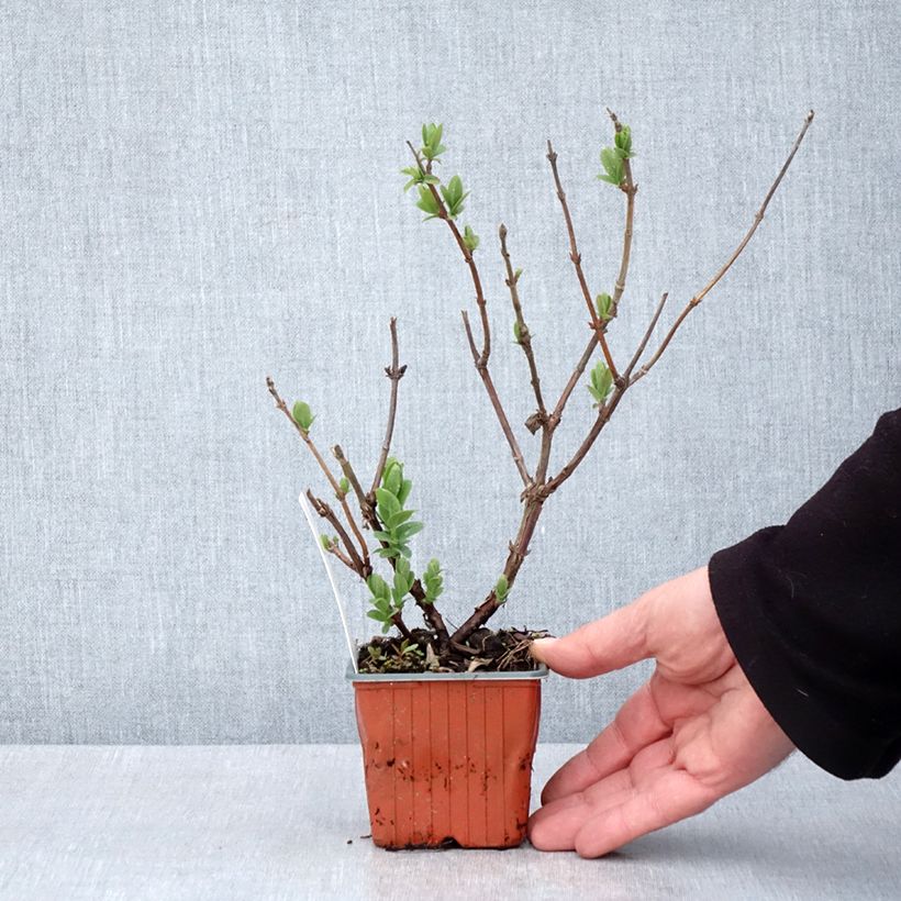 Exemplar von Heckenkirsche Blue Velvet - Lonicera kamtschatica Kleine Töpfe von 8/9 cm wie im Frühjahr geliefert