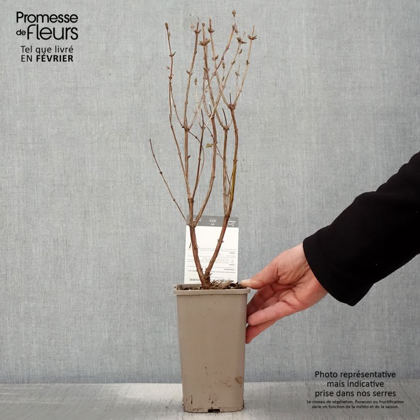 Exemplar von Heckenkirsche Martin - Lonicera kamtschatica Topf mit 1,5L/2L, Strauch wie im Winter geliefert