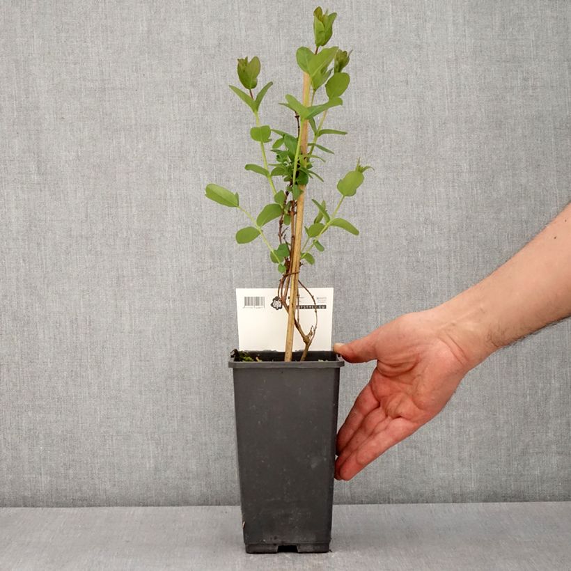 Exemplar von Heckenkirsche Martin - Lonicera kamtschatica Topf mit 1,5L/2L, Strauch wie im Frühjahr geliefert