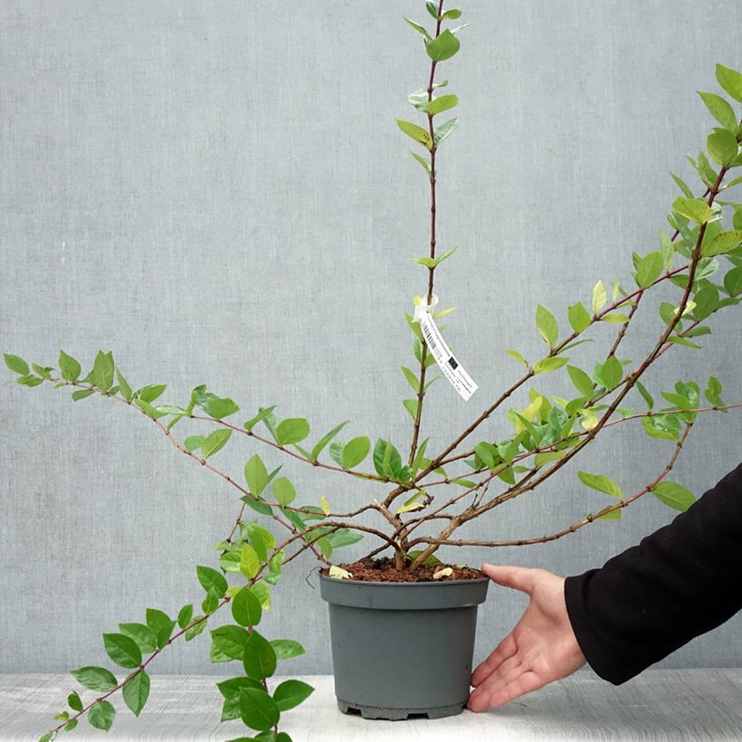 Exemplar von Lonicera fragrantissima - Wohlriechende Heckenkirsche Topf mit 2L/3L wie im Herbst geliefert