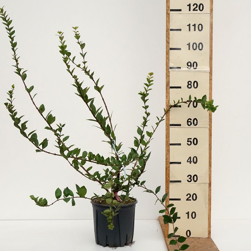 Exemplar von Lonicera fragrantissima - Wohlriechende Heckenkirsche Topf mit 7,5L/10L wie im Herbst geliefert