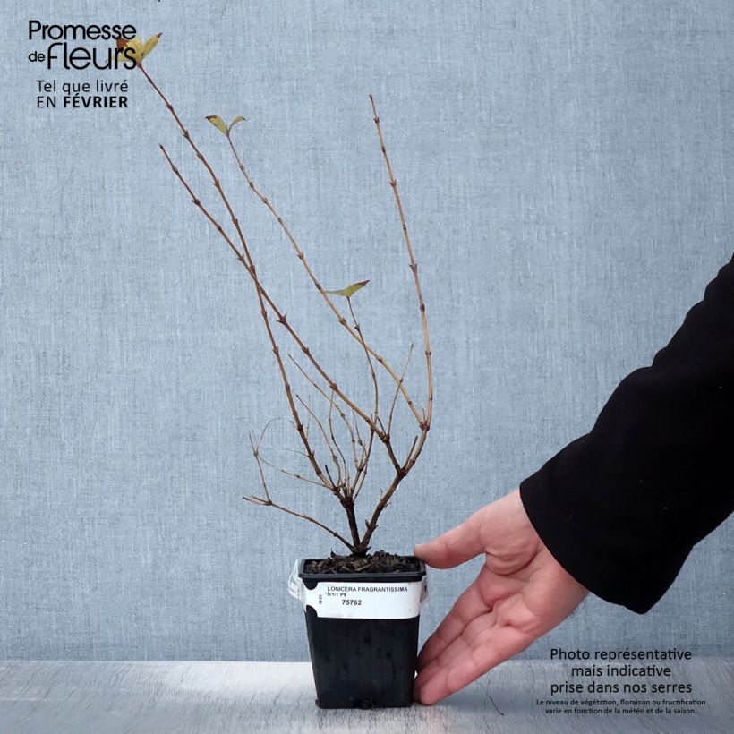 Exemplar von Lonicera fragrantissima - Wohlriechende Heckenkirsche Kleine Töpfe von 8/9 cm wie im Winter geliefert